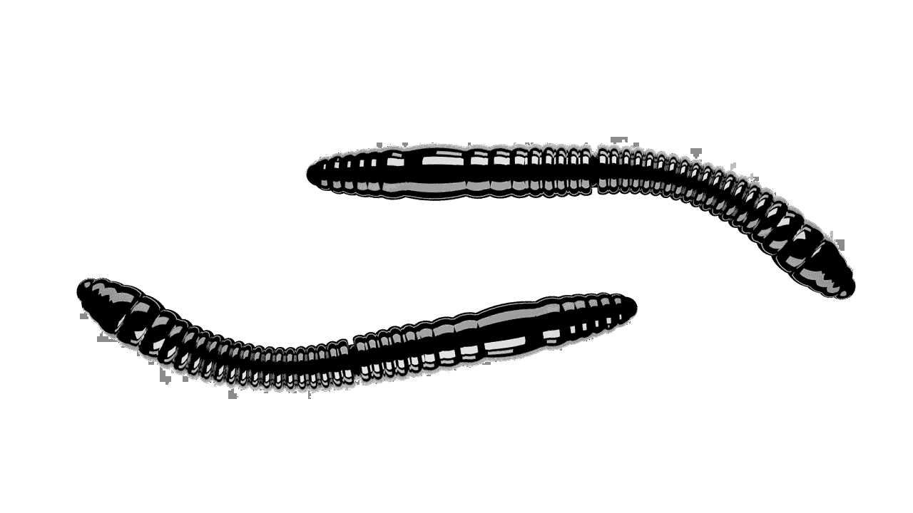 LIBRA LURES FATTY D'WORM TOURNAMENT 55mm Aroma Käse - SP-Fishing